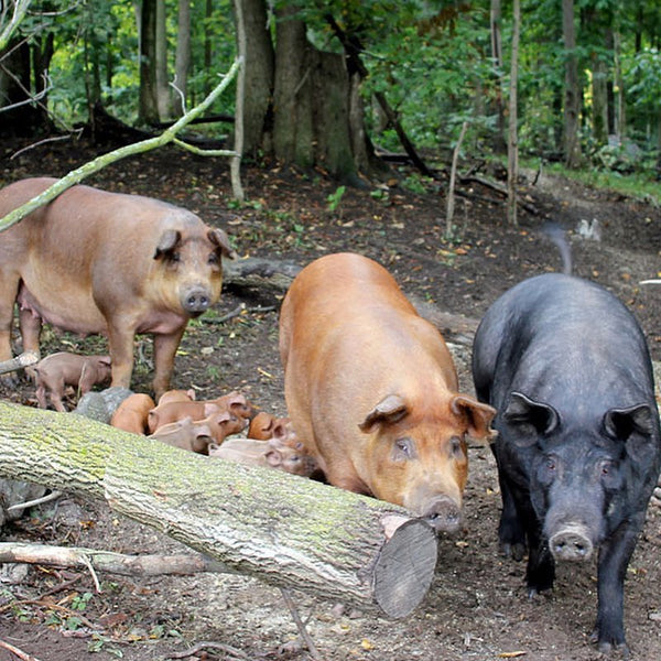 PastureRaised Pork Tenderloin 1.30lb Timberfeast