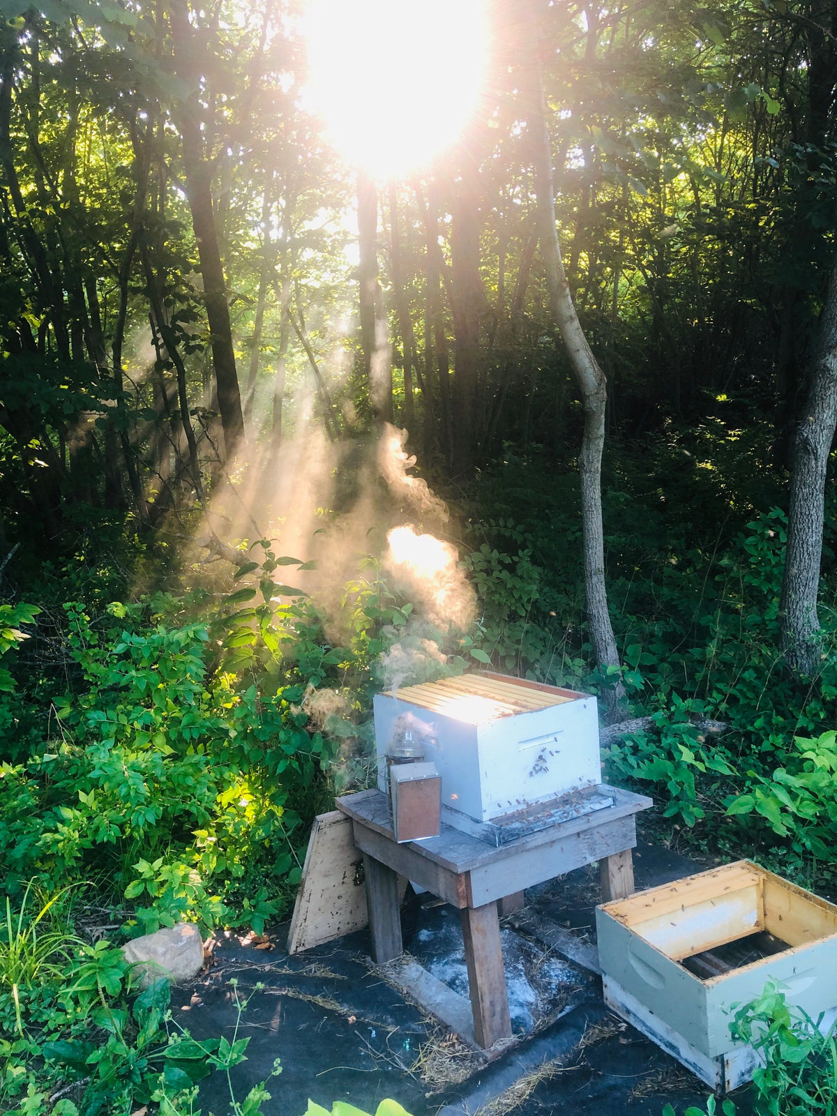 Timberfeast Raw Honey