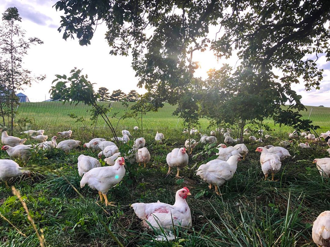 Chicken, Fresh Pastured Whole – Hidden Bears Farmstead